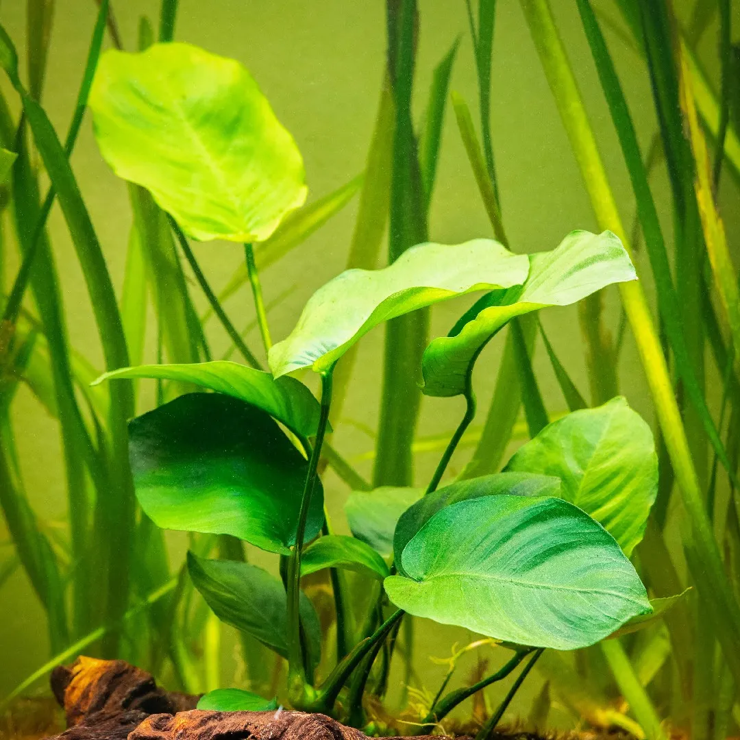 Anubias Care: The Plant You Cannot Kill