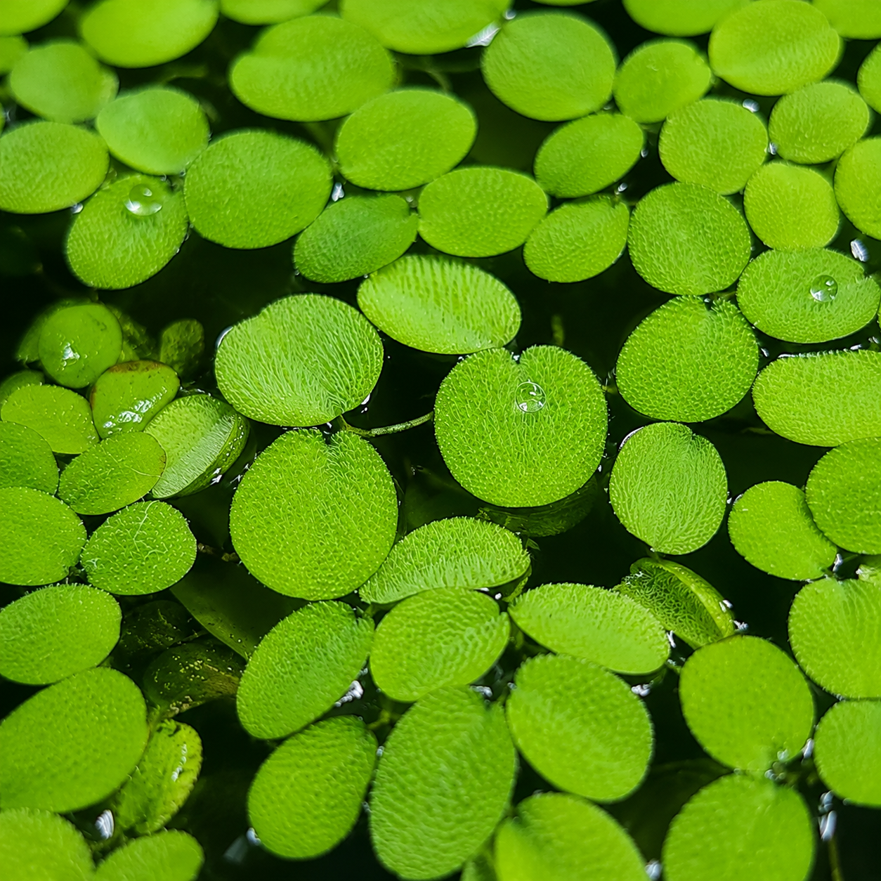 Salvinia Minima & Cucullata: Two Floating Ferns, Zero Effort