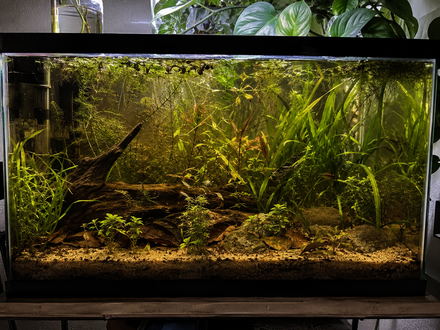 Where to Buy Live Aquarium Plants Online: What to Actually Look For