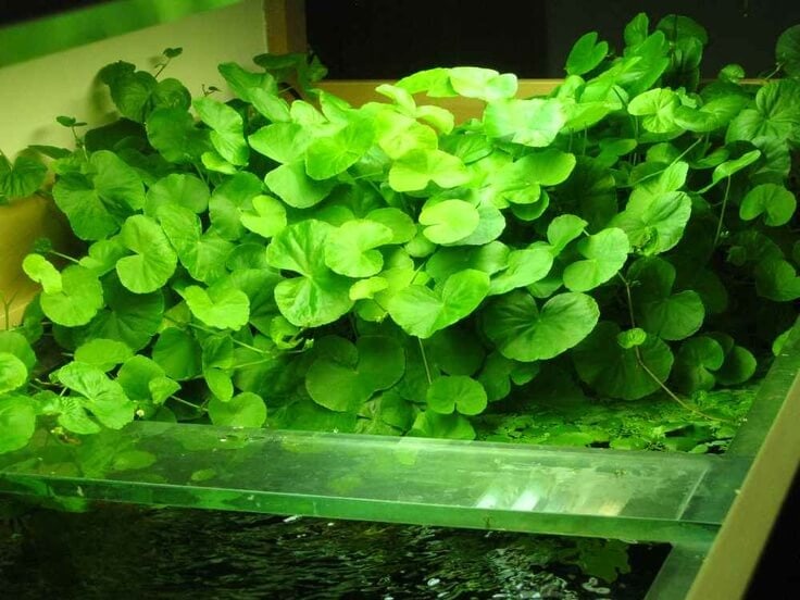 pennywort