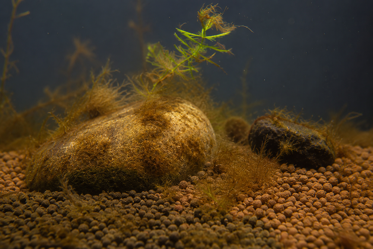 Aquarium plant leaves coated in brown algae film