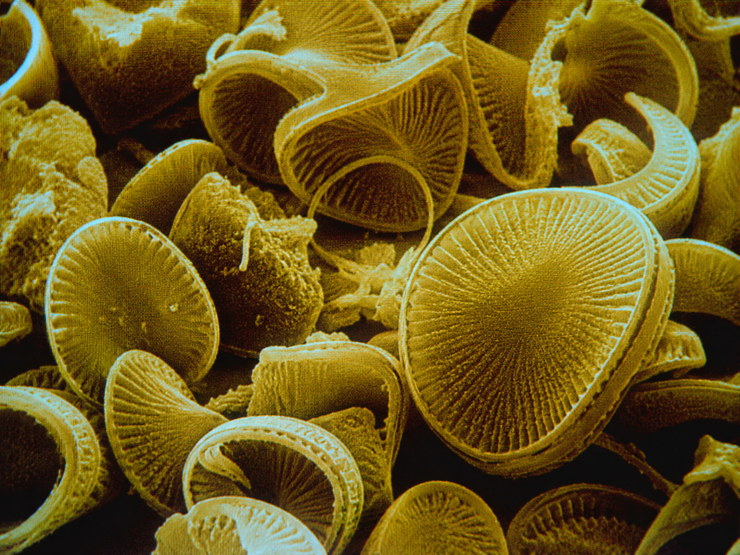 Silica Skeletons of Diatom Algae