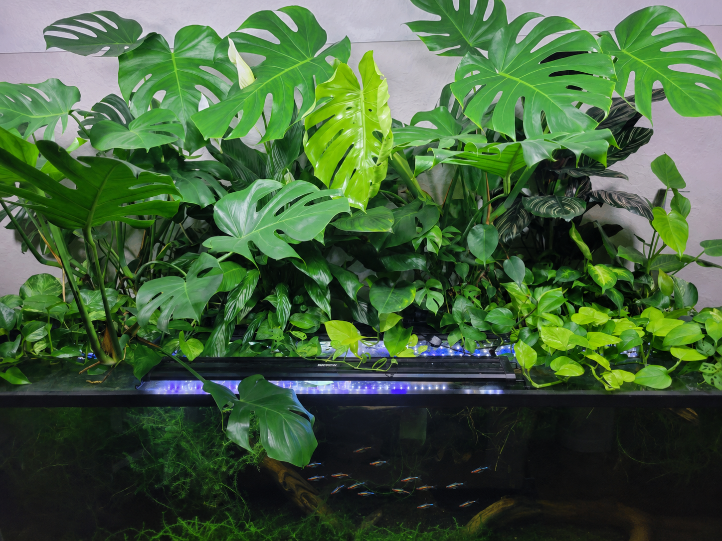 Pothos & Friends: The Houseplants That Filter Your Tank From Above the Waterline
