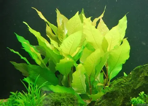 Hygrophila Corymbosa