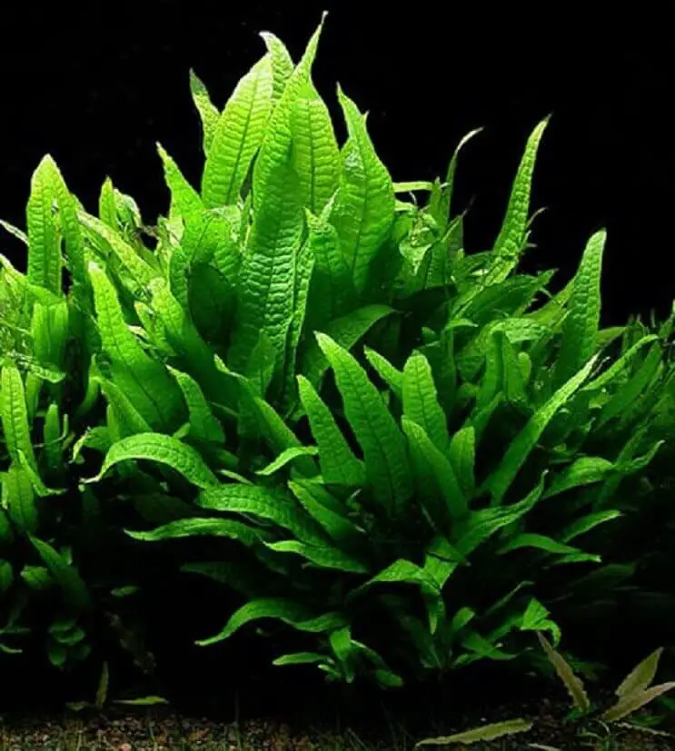 Java Fern Care