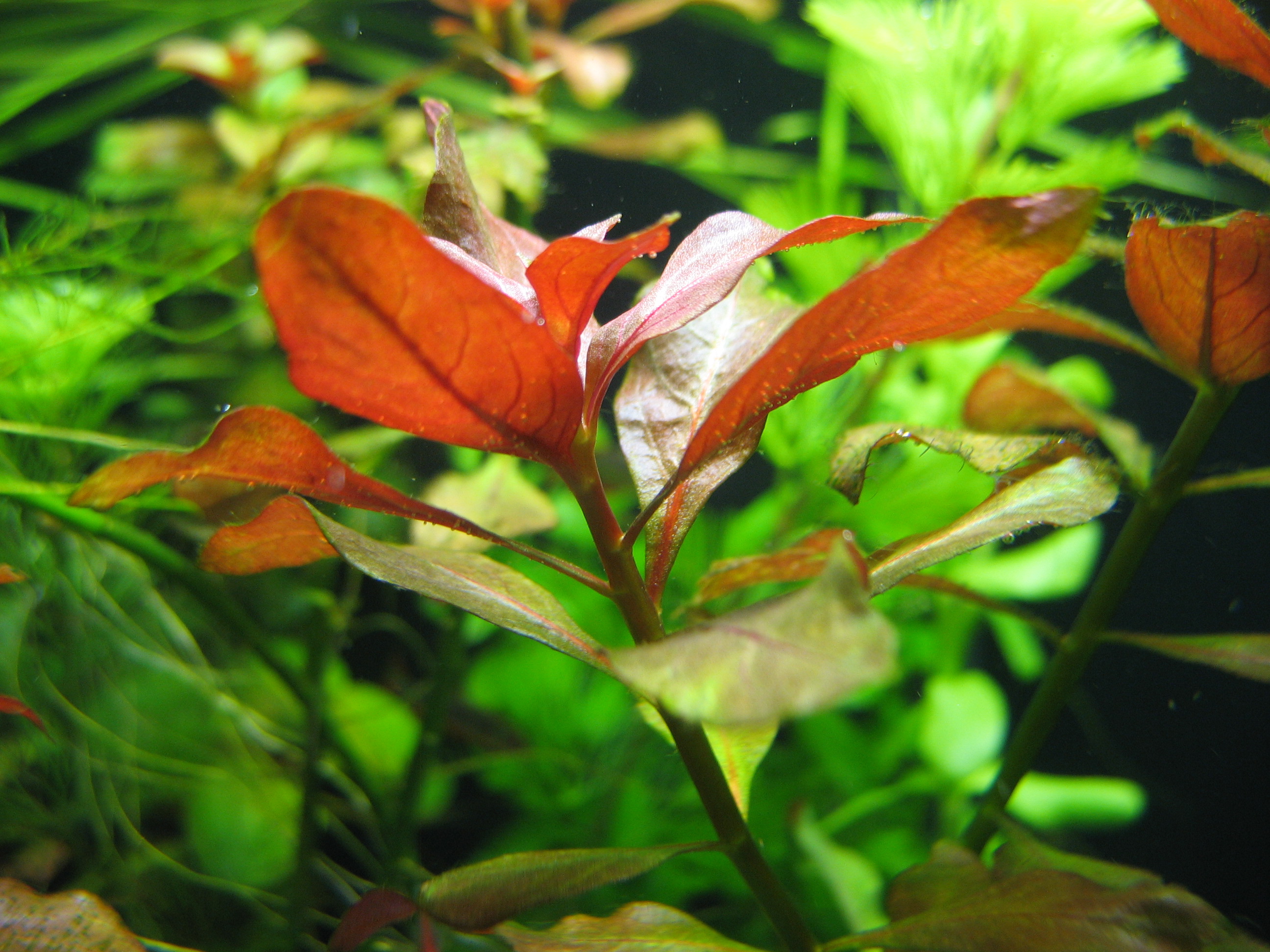Ludwigia Repens