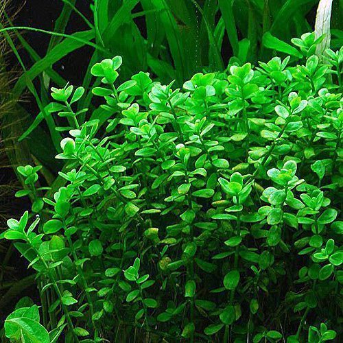 Bacopa Monnieri: The Medicinal Stem Plant That Loves Your Aquarium