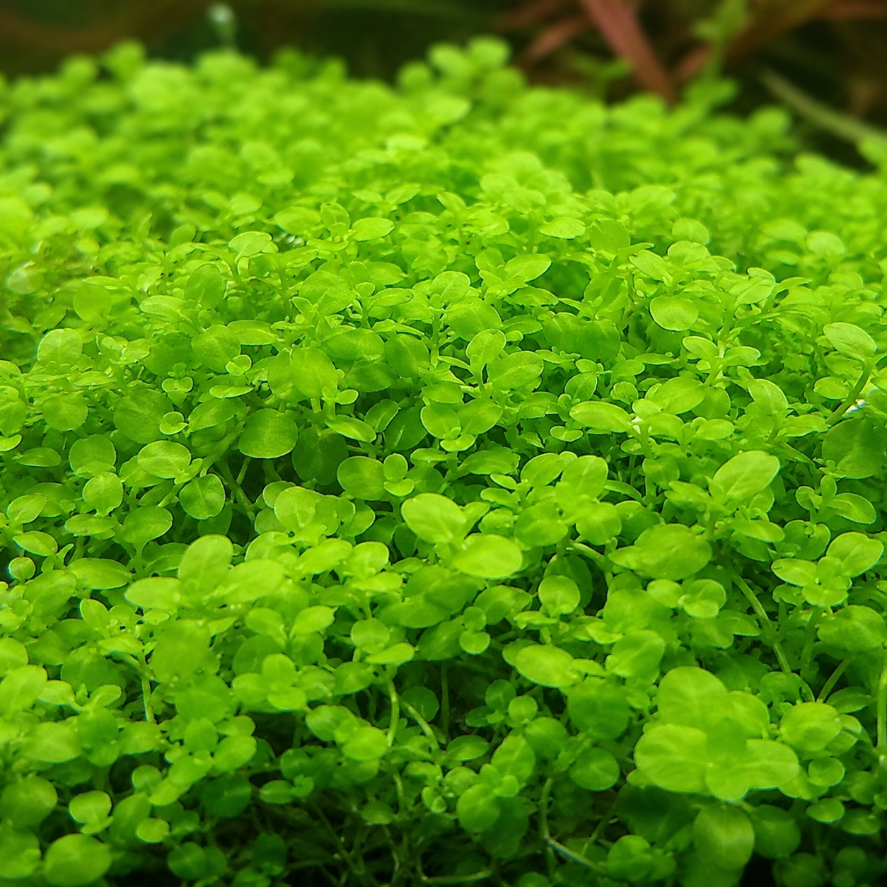 Monte Carlo (Micranthemum tweediei): The Low-Tech Carpet That Actually Works