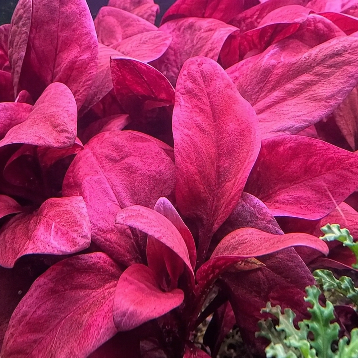 Samolus Parviflorus (Water Cabbage): The Underrated Rosette for Low-Tech Tanks
