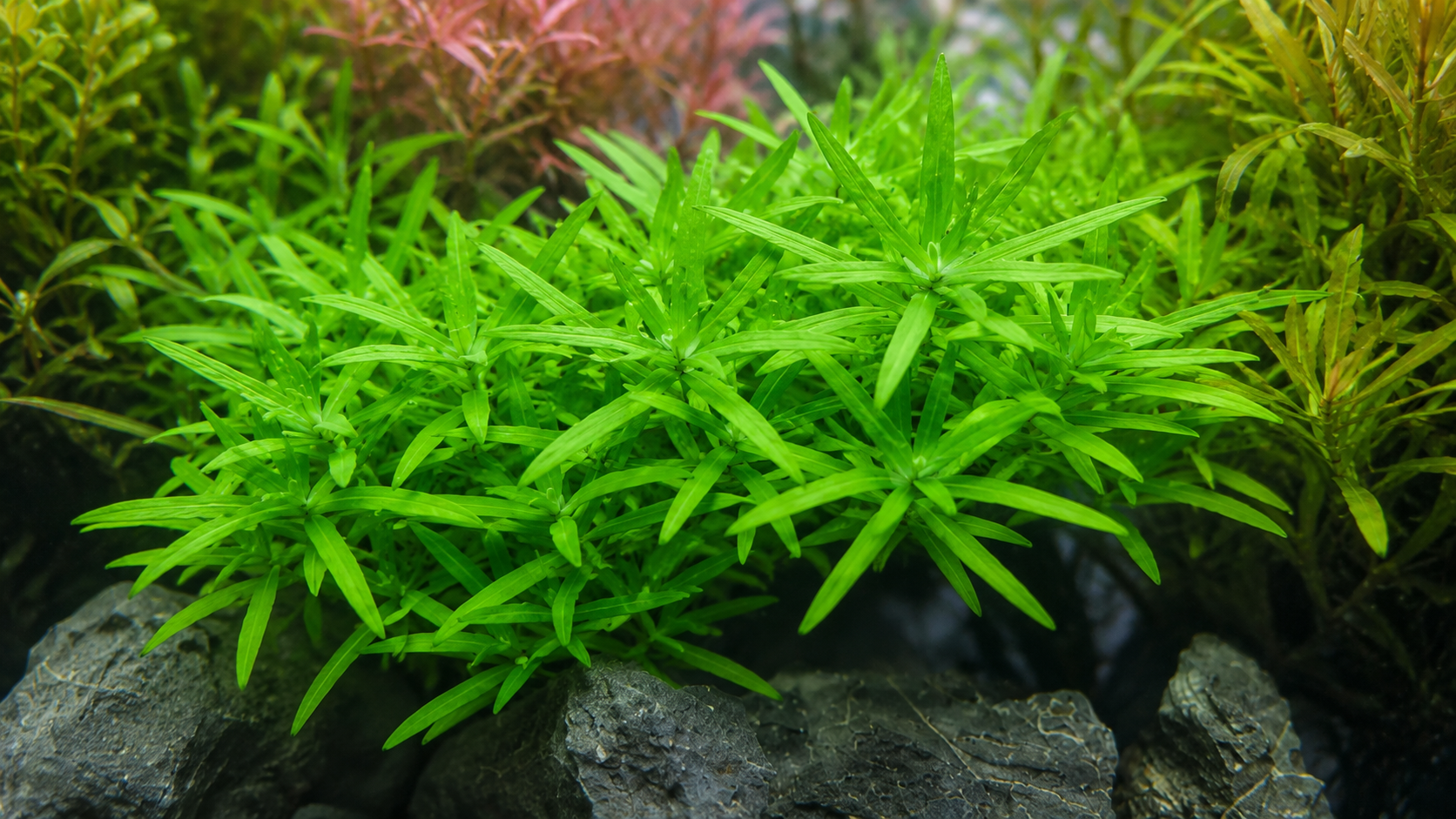 Stargrass (Heteranthera zosterifolia): The Unique Star-Shaped Background Plant