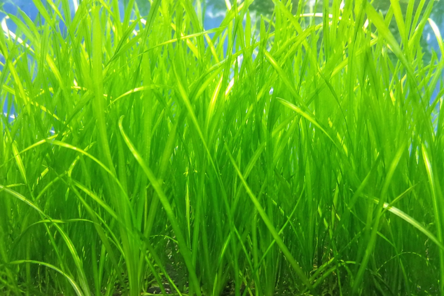 Vallisneria Americana: The Flowing Grass for Any Tank Background