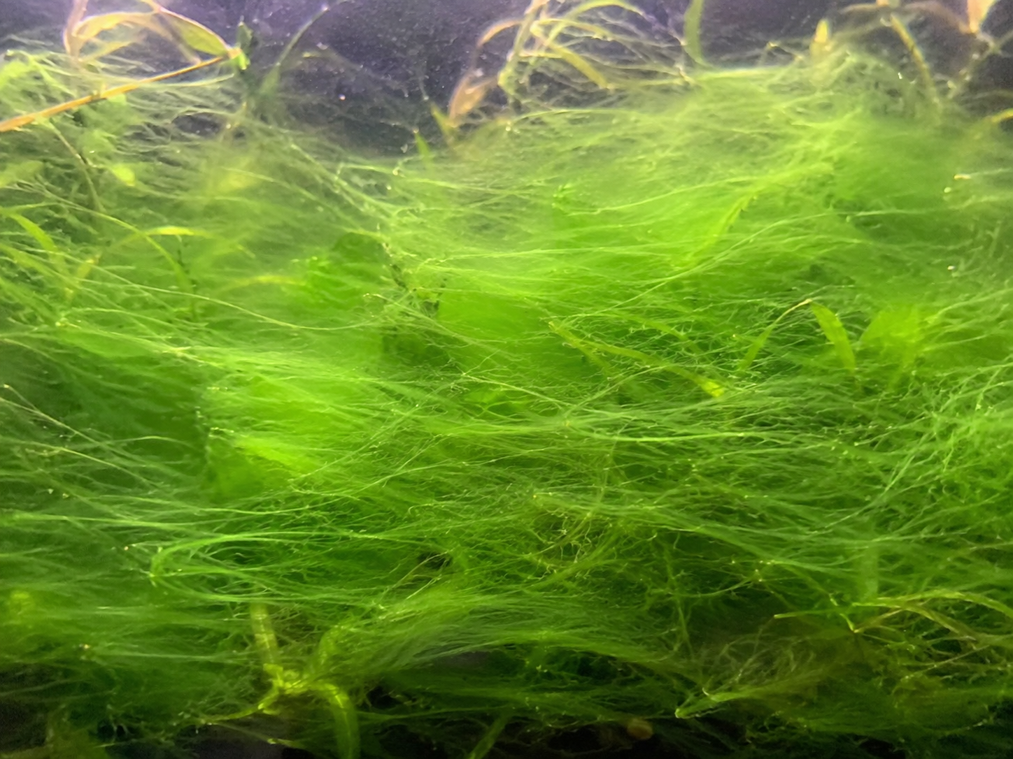 Hair Algae: Why It Tangles Through Your Plants and How to Pull It Out for Good