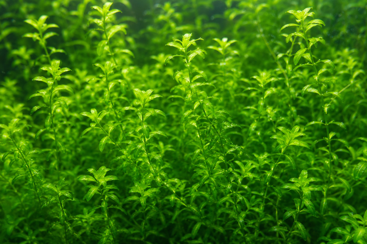 Pearlweed (Hemianthus micranthemoides): Tiny Round Leaves for Midground Drama