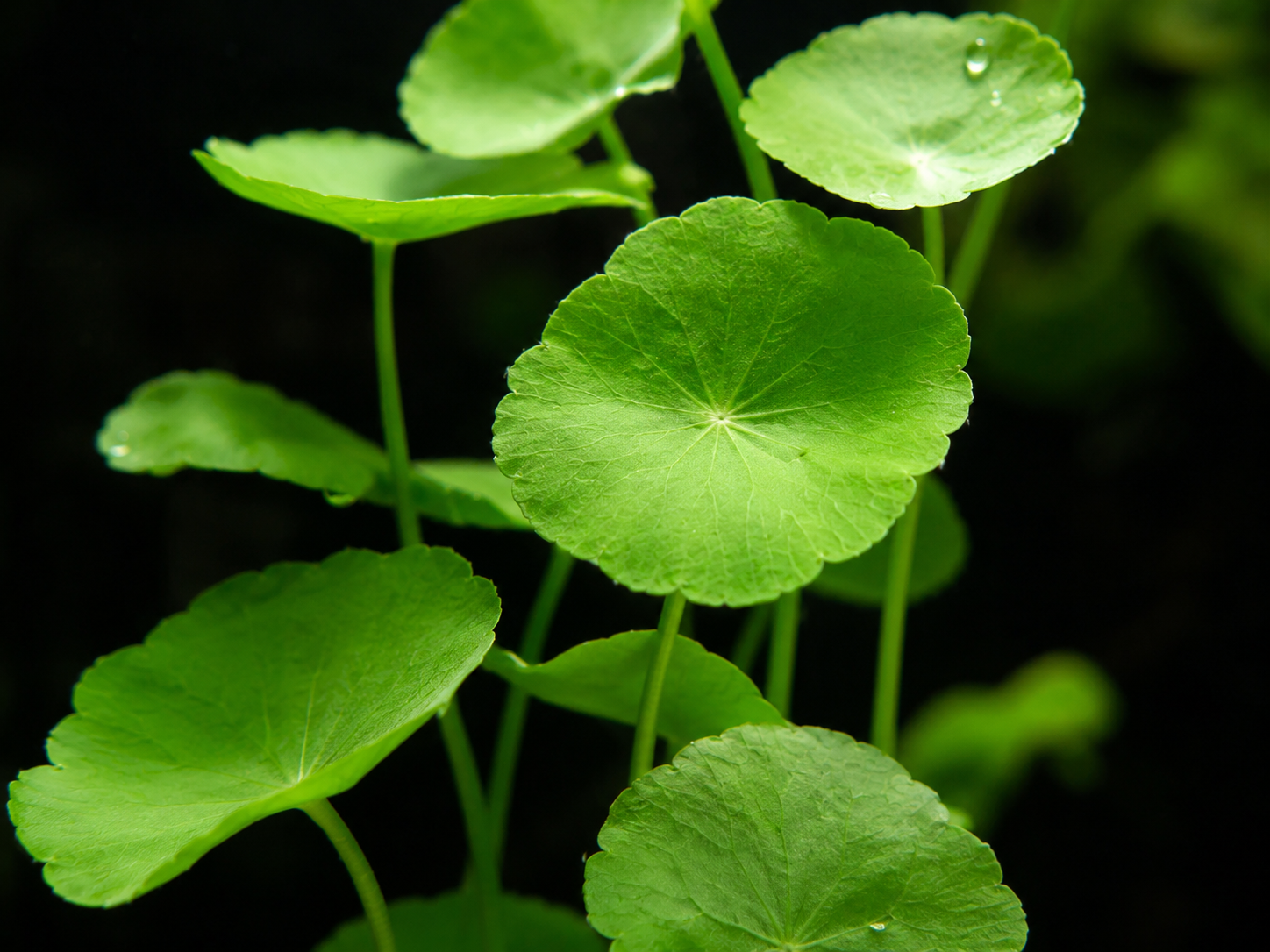 Pennywort (Hydrocotyle leucocephala): The Round-Leaved Background Filler