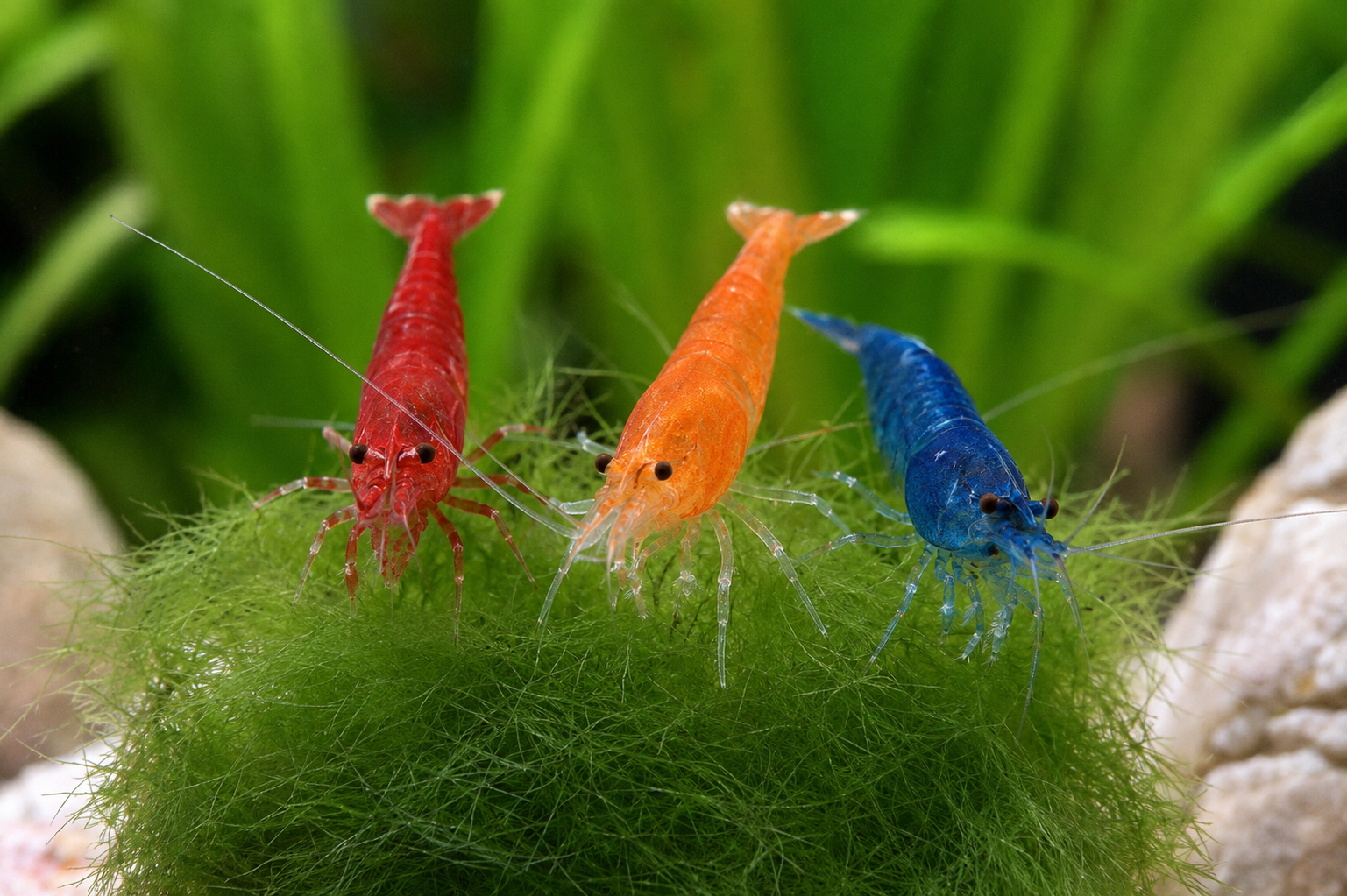 Building a Shrimp Haven: The Best Plants for a Shrimp Tank